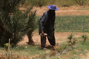 LES PUITS DANS LA VALLEE DE TIDENE, COMMUNAUTE URBAINE DE TCHIROZERINE. LES PUITS MARAICHER ET LE JARDIN MARAICHER DE BOUDARI. NIGER 2015